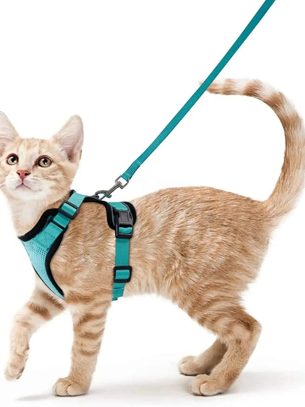 Pet Harness and Leash for Walking