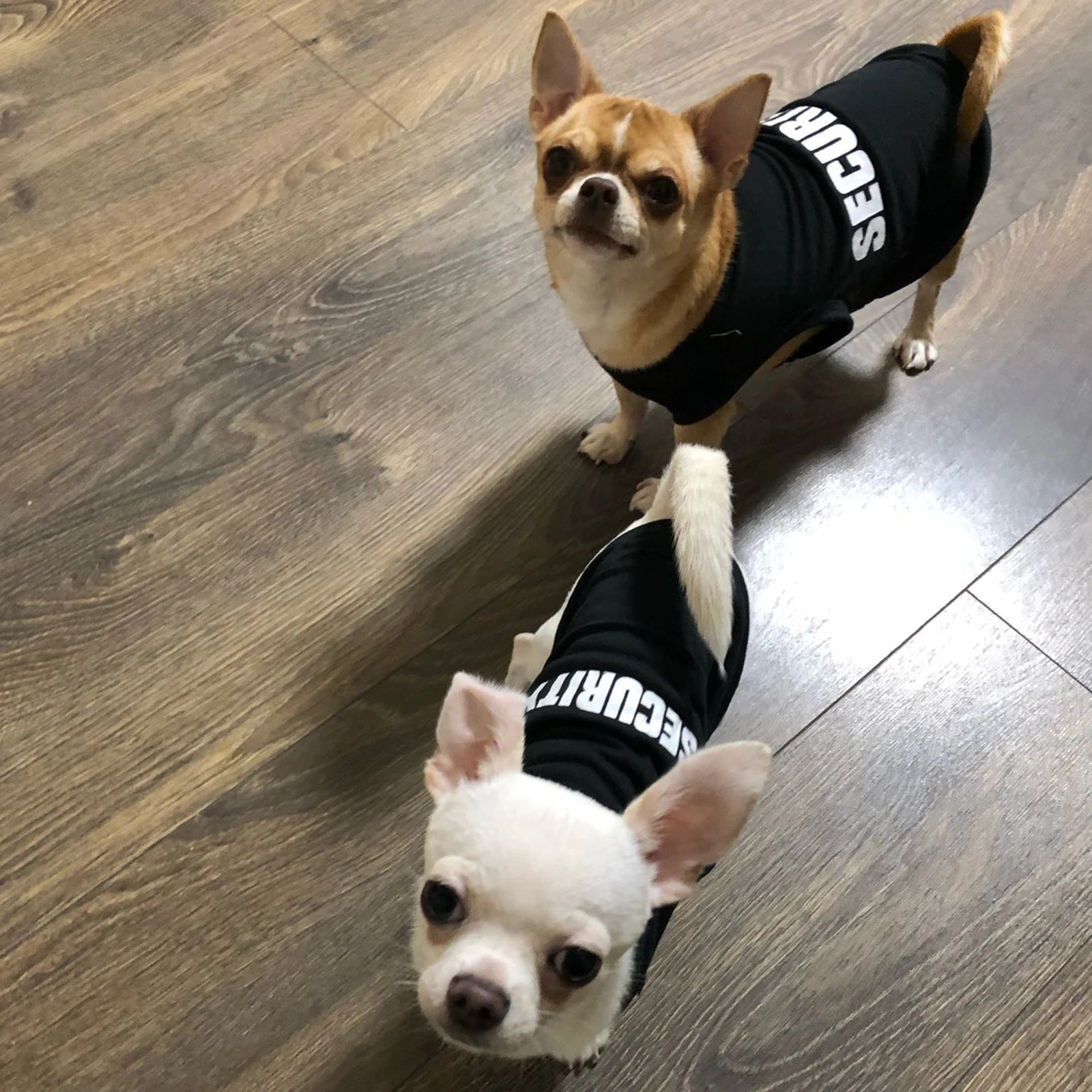 Pet T-shirt with the word Security on it