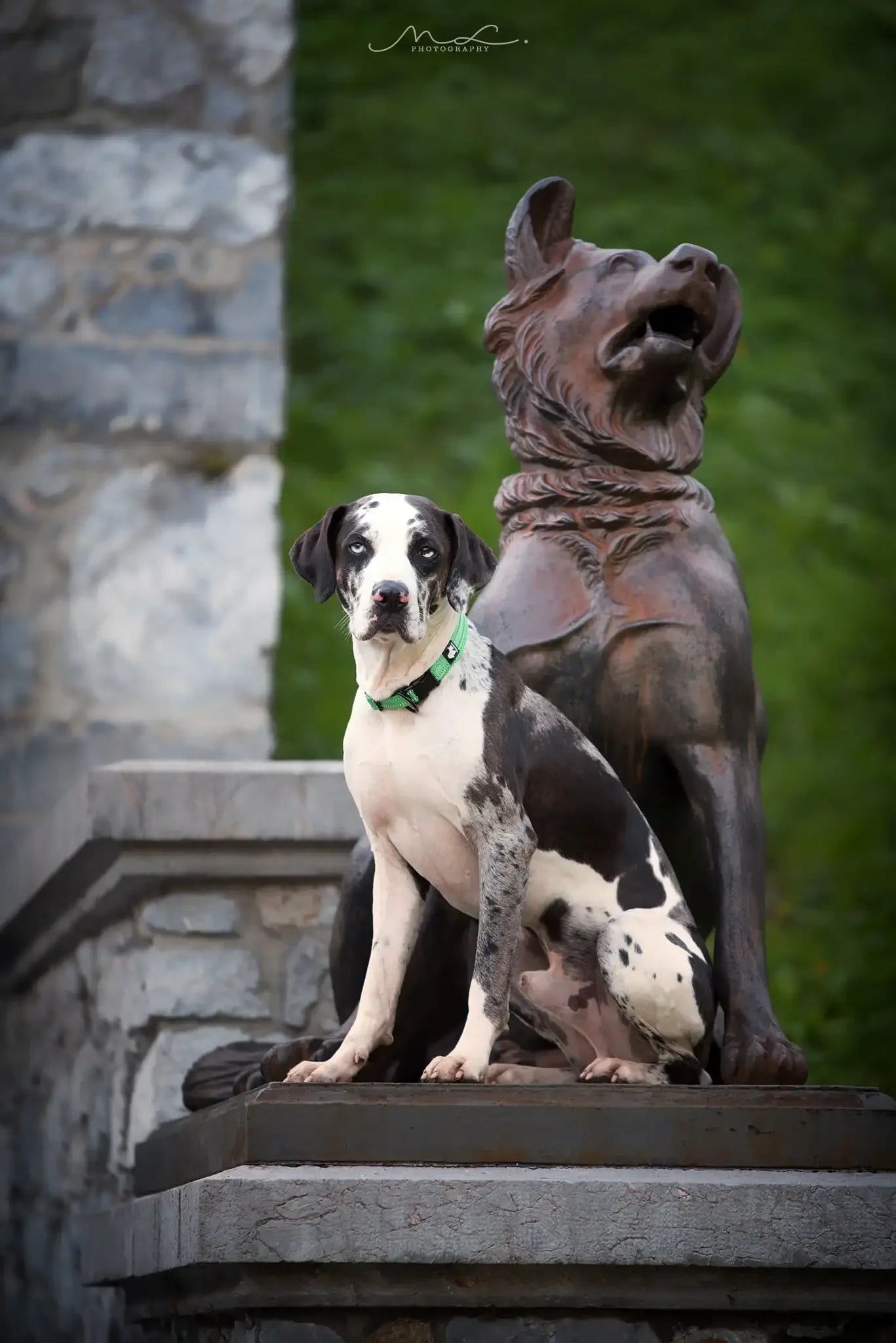 Pet Collar Nylon Adjustable Padded Soft Reflective Durable